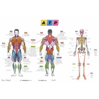 Atp Besyo Öabt Beden Eğitimi Öğretmenliği Dev Anatomi Posteri Doğan Özbölgili