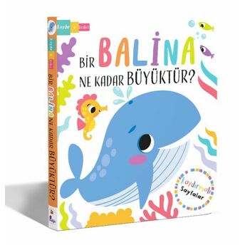 Bir Balina Ne Kadar Büyüktür? – Kaydır Keşfet Lisa Regan