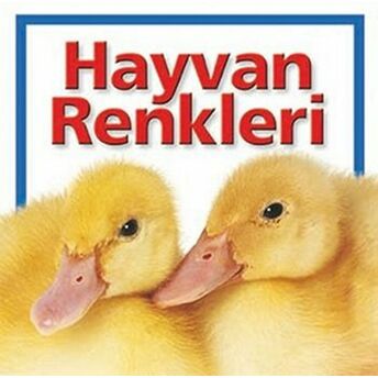 Hayvan Renkleri Kolektif