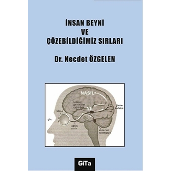 Insan Beyni Ve Çözebildiğimiz Sırları Nejdet Özgelen