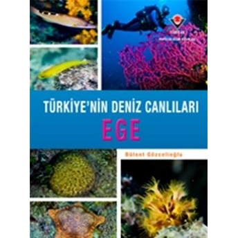 Kişisel Yayınlar Ege   Türkiye'nin Deniz Canlıları