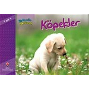 Köpekler / Bir Zamanlar Korkardım Elaine Pascoe