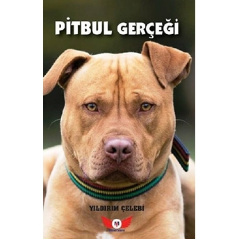 Pitbul Gerçeği Yıldırım Çelebi