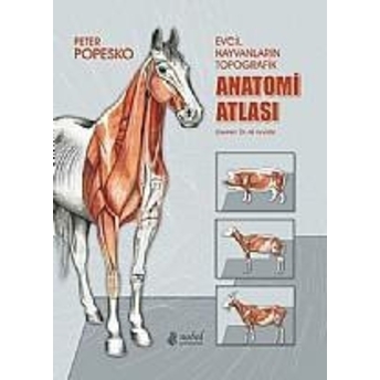 Popesko Evcil Hayvanların Topografik Anatomi Atlası