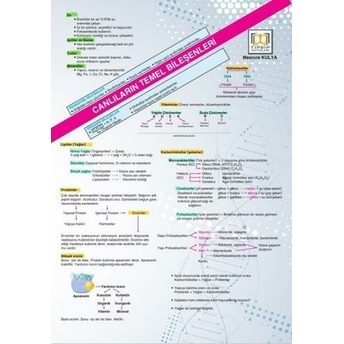 Tıpatıp Yayınları Tyt Biyoloji Poster Notları Mesrure Kulya