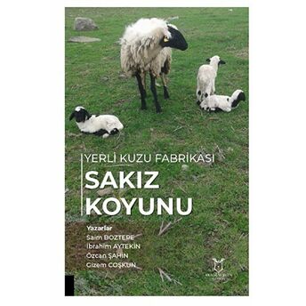 Yerli Kuzu Fabrikası Sakız Koyunu Saim Boztepe